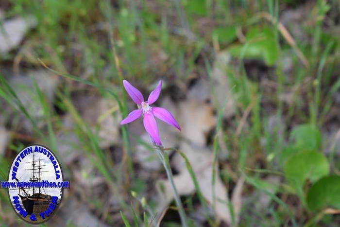 Caladenia-latifolia-Pink-fairy-orchid-011.JPG