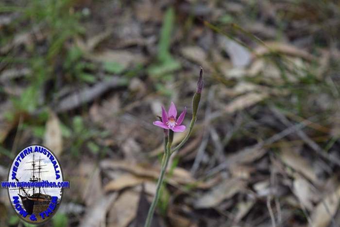 Caladenia-latifolia-pink-fairy-orchid-0001.JPG