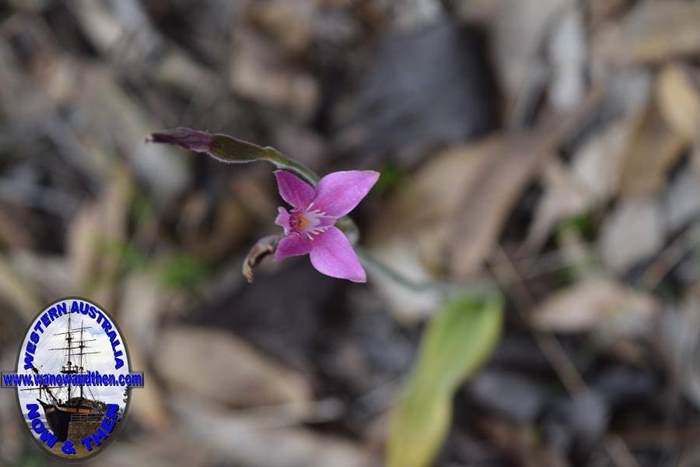 Caladenia-latifolia-pink-fairy-orchid-0002.JPG