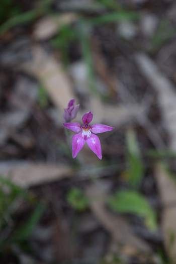 Caladenia-latifolia-pink-fairy-orchid-0004.JPG