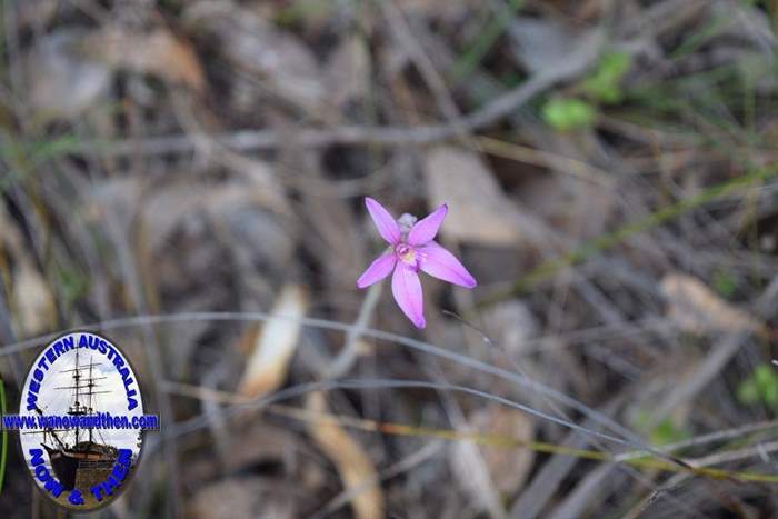 Caladenia-latifolia-pink-fairy-orchid-0005.JPG