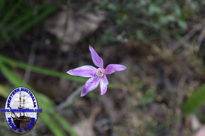 Caladenia-latifolia-pink-fairy-orchid-0007.JPG