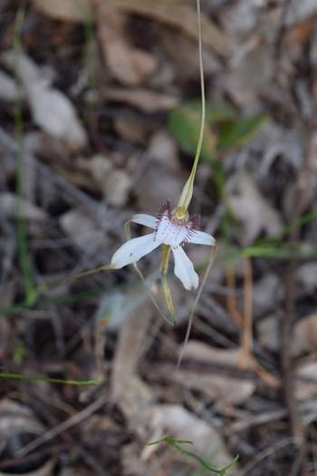 Caladenia-longicauda-white-spider-orchid-0003.JPG