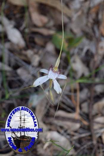 Caladenia-longicauda-white-spider-orchid-0004.JPG