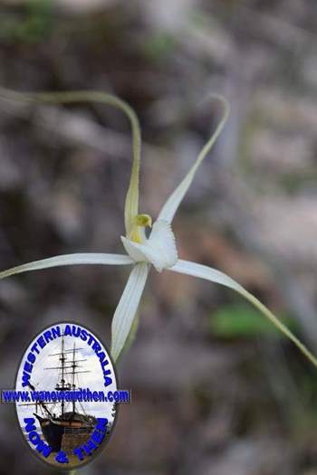 Caladenia-longicauda-white-spider-orchid-2-0003.JPG