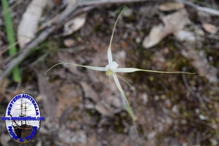 Caladenia-longicauda-white-spider-orchid-2-0006.JPG