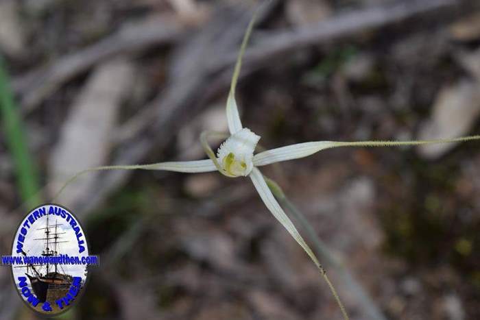 Caladenia-longicauda-white-spider-orchid-2-0009.JPG