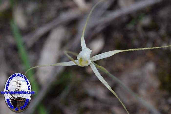 Caladenia-longicauda-white-spider-orchid-2-0011.JPG