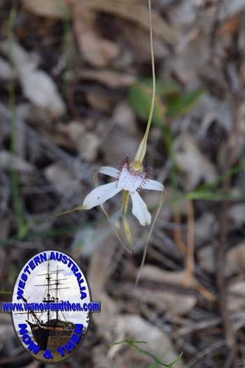 Caladenia-longicauda-white-spider-orchid-3-0002.JPG