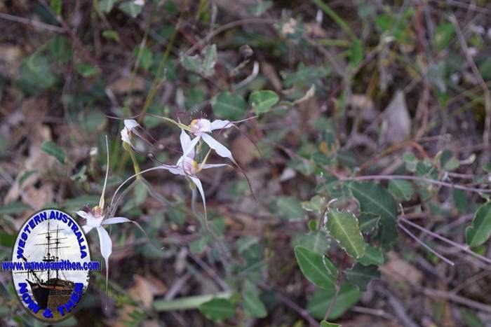 Caladenia-longicauda-white-spider-orchid-4-0001.JPG