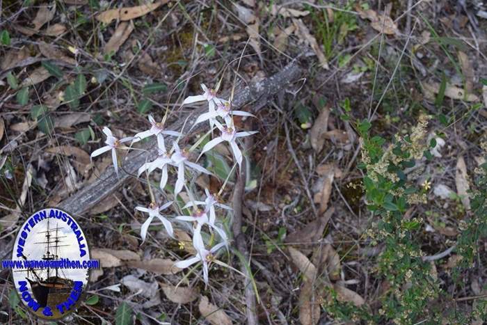 Caladenia-longicauda-white-spider-orchid-4-0002.JPG