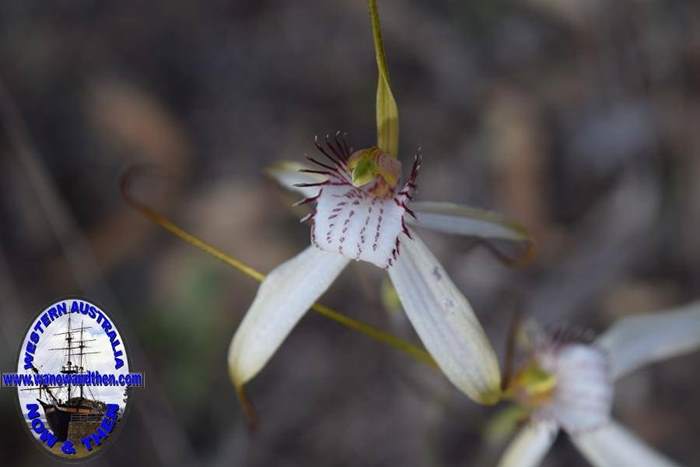 Caladenia-longicauda-white-spider-orchid-5-0005.JPG