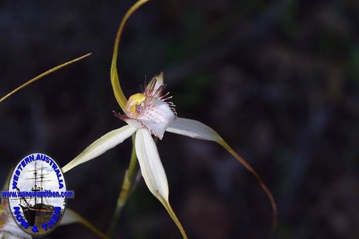 Caladenia-longicauda-white-spider-orchid-5-0014.JPG