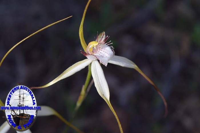 Caladenia-longicauda-white-spider-orchid-5-0015.JPG