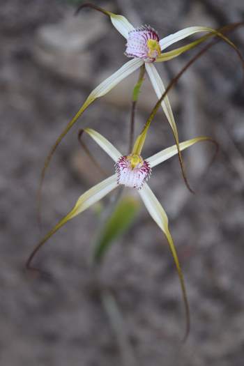 Caladenia-longicauda-white-spider-orchid-5-0029.JPG