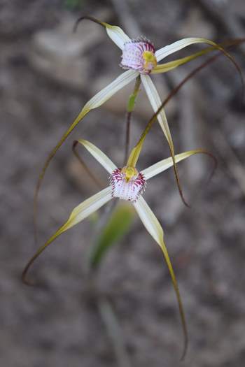 Caladenia-longicauda-white-spider-orchid-5-0033.JPG