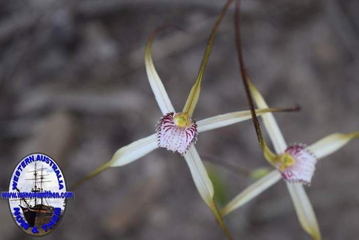 Caladenia-longicauda-white-spider-orchid-5-0036.JPG