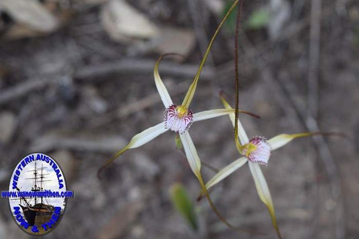 Caladenia-longicauda-white-spider-orchid-5-0040.JPG