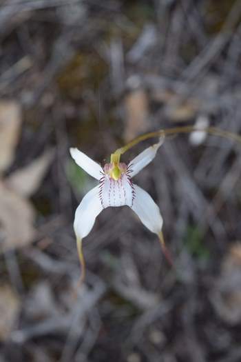 Caladenia-longicauda-white-spider-orchid-6-0001.JPG