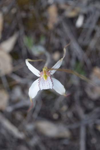 Caladenia-longicauda-white-spider-orchid-6-0004.JPG