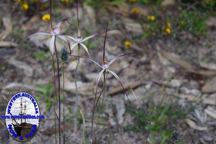 Caladenia-pulchra-slender-spider-orchid-6-0001.JPG