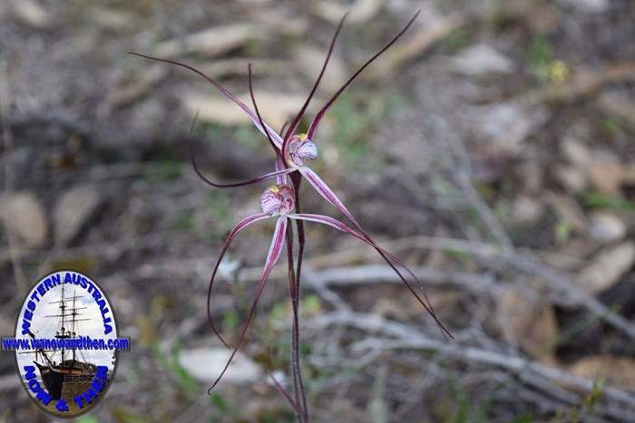 Caladenia-pulchra-slender-spider-orchid-6-0002.JPG