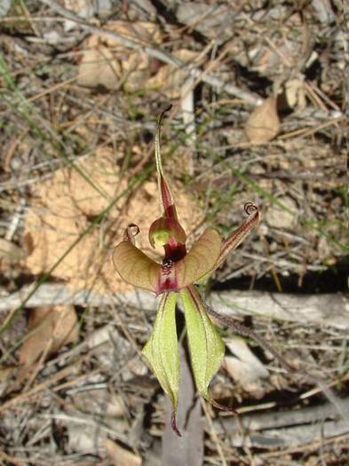 Caladenia-roei-Clown-orchid-001.JPG