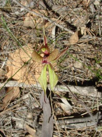 Caladenia-roei-Clown-orchid-002.JPG