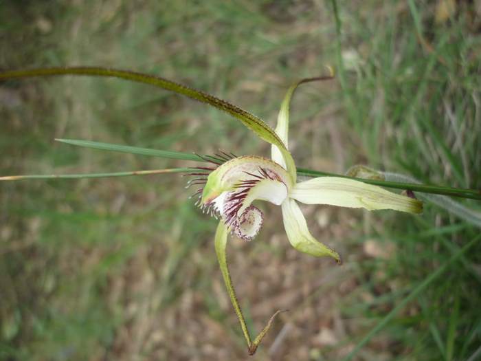 Caladenia-spider-orchid-200.JPG