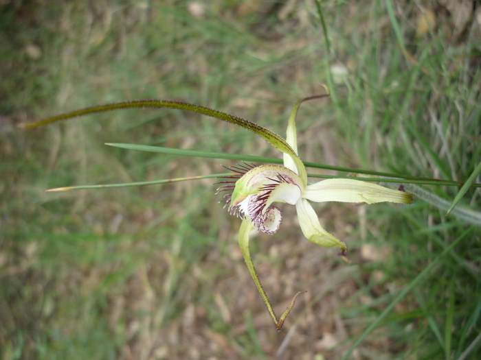 Caladenia-spider-orchid-202.JPG