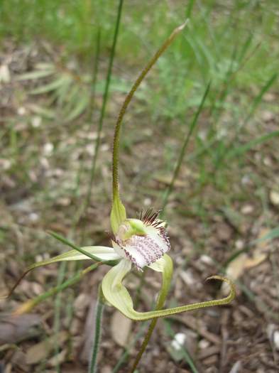 Caladenia-spider-orchid-203.JPG