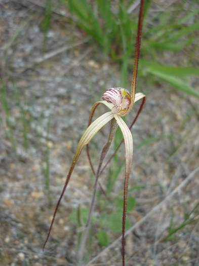 Caladenia-spider-orchid-204.JPG