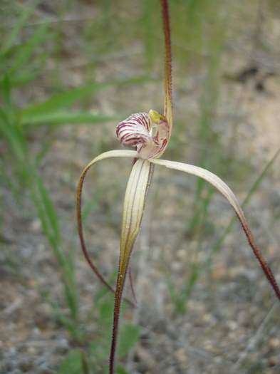 Caladenia-spider-orchid-205.JPG