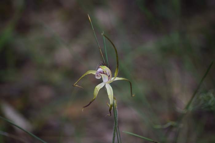 Caladenia-spider-orchid-207.JPG