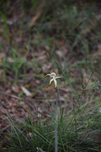 Caladenia-spider-orchid-208.JPG