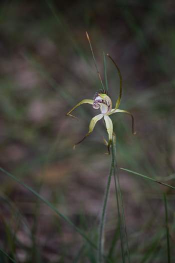 Caladenia-spider-orchid-209.JPG