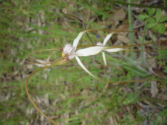 Caladenia-spider-orchid-210.JPG