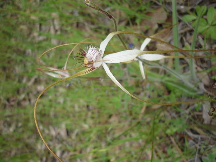 Caladenia-spider-orchid-211.JPG