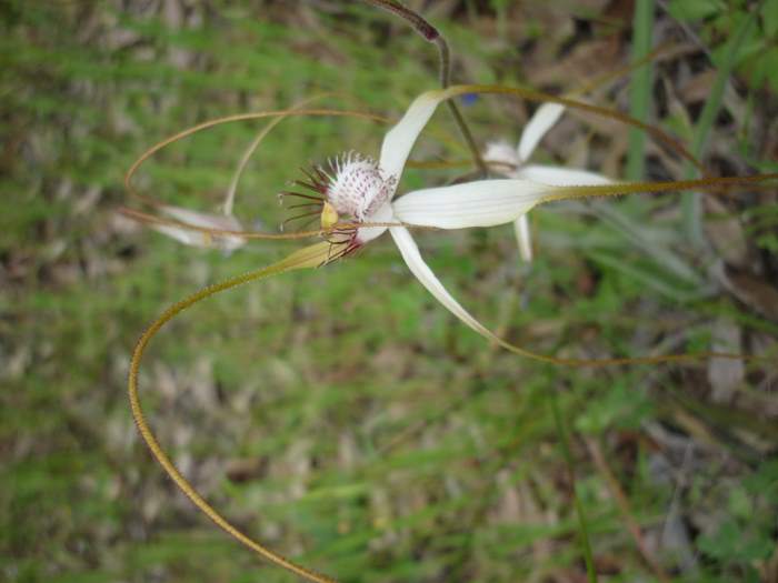 Caladenia-spider-orchid-212.JPG