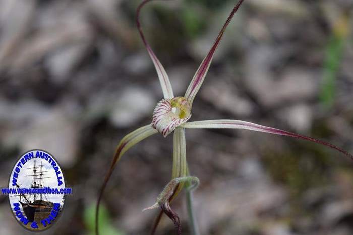 Caladenia-vulgata-common-spider-orchid-0001.JPG