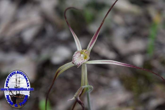 Caladenia-vulgata-common-spider-orchid-0003.JPG