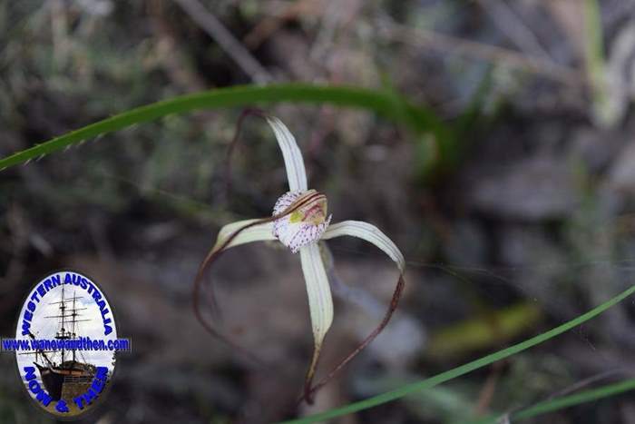 Caladenia-vulgata-common-spider-orchid-0009.JPG