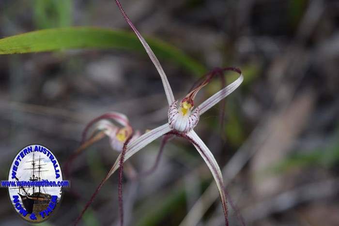 Caladenia-vulgata-common-spider-orchid-0013.JPG