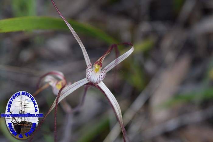 Caladenia-vulgata-common-spider-orchid-0014.JPG