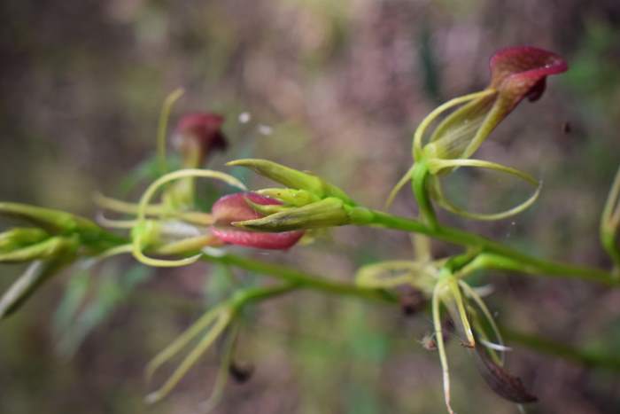 Cryptostylis-slipper-orchid-004.JPG