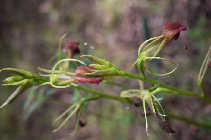 Cryptostylis-slipper-orchid-005.JPG