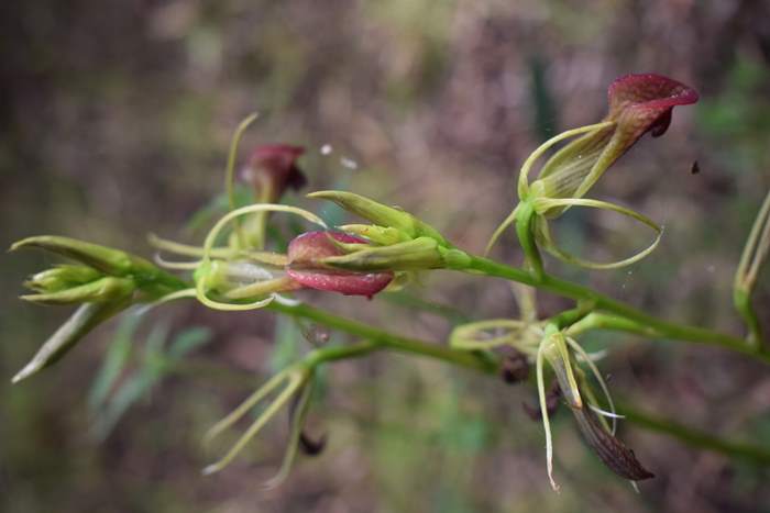 Cryptostylis-slipper-orchid-006.JPG