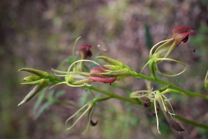 Cryptostylis-slipper-orchid-007.JPG