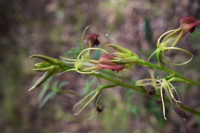 Cryptostylis-slipper-orchid-008.JPG