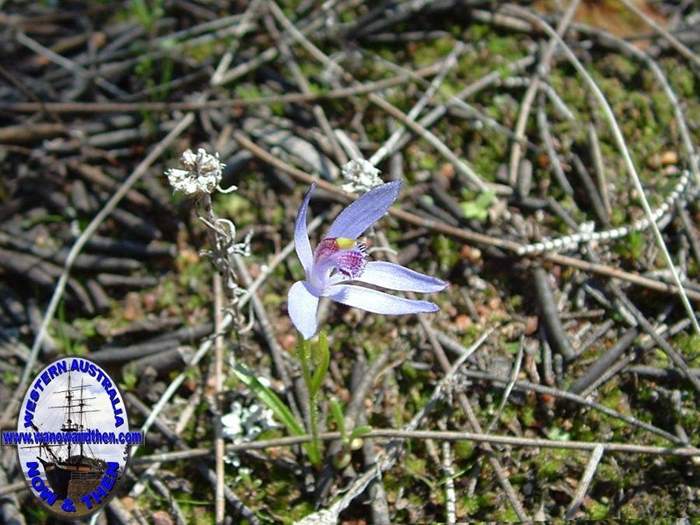 Cyanicula-fragrans-Fragrant-china-orchid.jpg